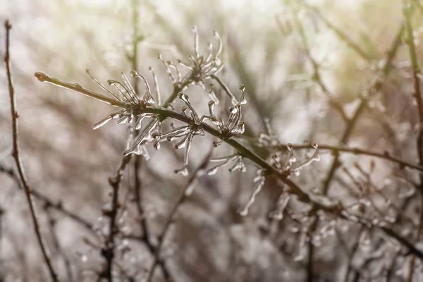 Kışın Yağan Dondurucu Yağmur Soğuk Isırması Hava Koşulları Sırasında Üzerinde — Stok fotoğraf