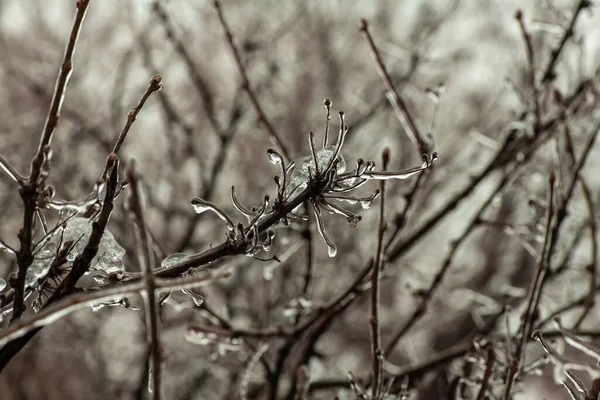 Träd Grenar Med Ett Lager Det Frysning Regn Vintern Köldskador — Stockfoto