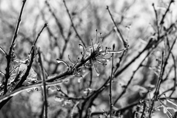 Ramas Árboles Con Una Capa Hielo Durante Lluvia Helada Invierno —  Fotos de Stock