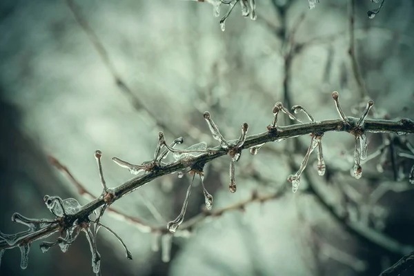 Ramas Árboles Con Una Capa Hielo Durante Lluvia Helada Invierno — Foto de Stock