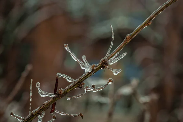 Ramas Árboles Con Una Capa Hielo Durante Lluvia Helada Invierno —  Fotos de Stock