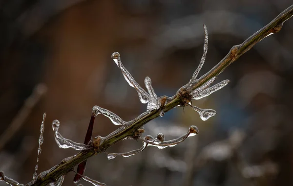 冬の凍結雨 凍傷や環境 天気中に氷の層を持つ木の枝 — ストック写真