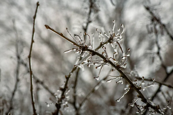 Äste Mit Einer Eisschicht Darauf Bei Gefrierendem Regen Winter Erfrierungen — Stockfoto
