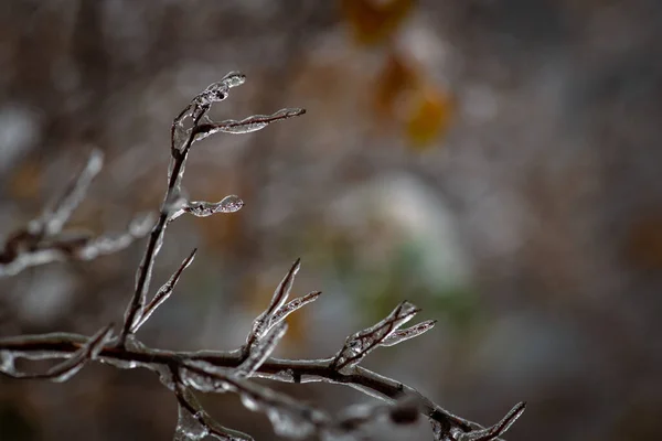 Ramos Árvores Com Uma Camada Gelo Durante Chuva Gelada Inverno — Fotografia de Stock