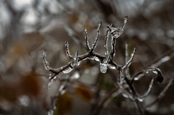 Ramos Árvores Com Uma Camada Gelo Durante Chuva Gelada Inverno — Fotografia de Stock