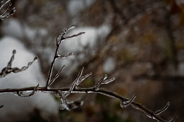在冬季冻雨 霜冻和环境 天气期间 树枝上结了一层冰 — 图库照片