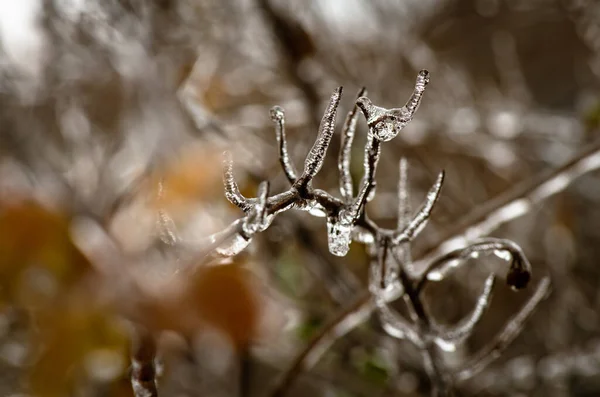 Kışın Yağan Dondurucu Yağmur Soğuk Isırması Hava Koşulları Sırasında Üzerinde — Stok fotoğraf