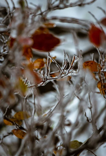 Branches Arbres Avec Une Couche Glace Dessus Pendant Pluie Verglaçante — Photo