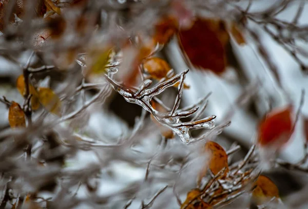 Tree Branches Layer Ice Freezing Rain Winter Frostbite Environment Weather — Stock Photo, Image
