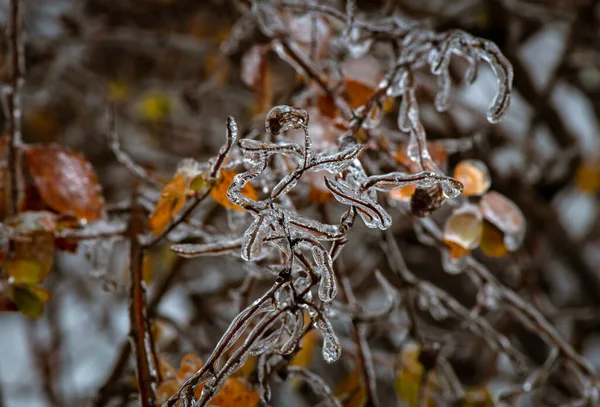 在冬季冻雨 霜冻和环境 天气期间 树枝上结了一层冰 — 图库照片