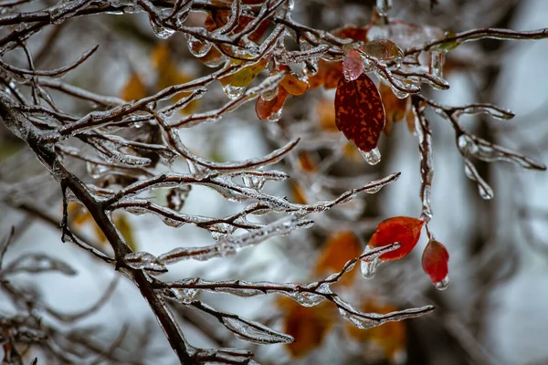 Ветви Деревьев Слоем Льда Время Морозного Дождя Зимой Обморожения Окружающей — стоковое фото