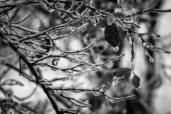 Tree Branches Layer Ice Freezing Rain Winter Frostbite Environment Weather — Stock Photo, Image