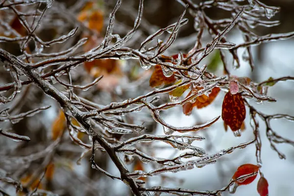 Větve Stromů Vrstvou Ledu Během Mrazivého Deště Zimě Omrzlin Prostředí — Stock fotografie