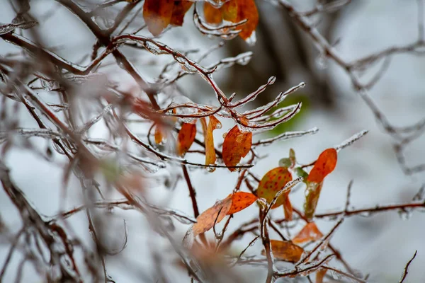 Träd Grenar Med Ett Lager Det Frysning Regn Vintern Köldskador — Stockfoto
