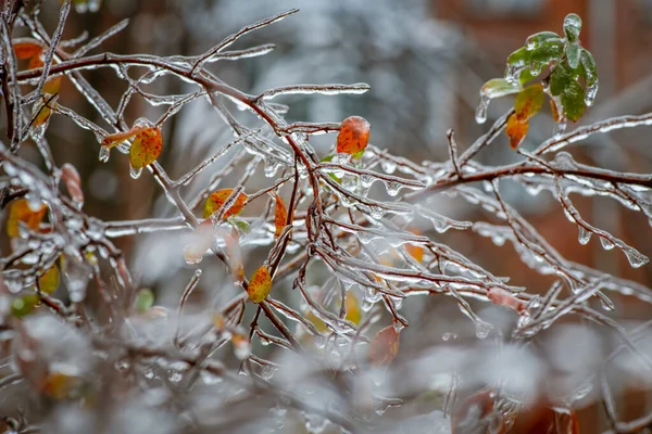 Větve Stromů Vrstvou Ledu Během Mrazivého Deště Zimě Omrzlin Prostředí — Stock fotografie