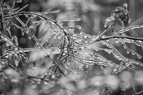 冬の凍結雨 凍傷や環境 天気中に氷の層を持つ木の枝 — ストック写真