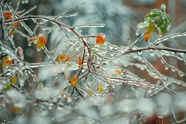 Branches Arbres Avec Une Couche Glace Dessus Pendant Pluie Verglaçante — Photo