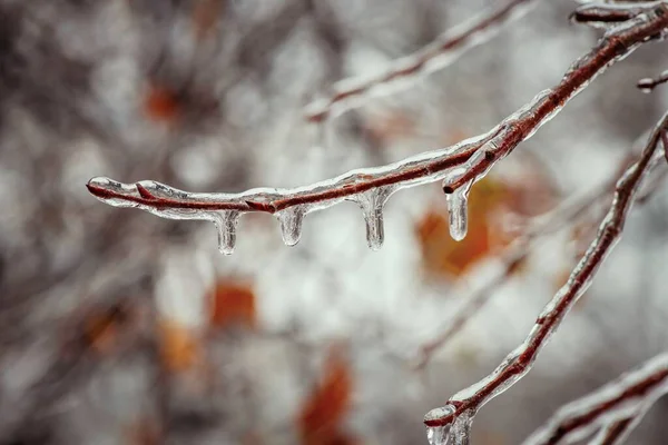 Ветви Деревьев Слоем Льда Время Морозного Дождя Зимой Обморожения Окружающей Лицензионные Стоковые Изображения