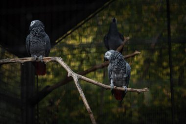 Güzel Kongo Afrika gri papağanı hayvanat bahçesinde kafeste, doğa, vahşi yaşam