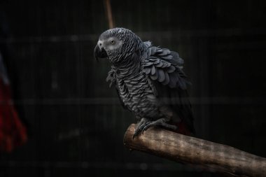 Güzel Kongo Afrika gri papağanı hayvanat bahçesinde kafeste, doğa, vahşi yaşam