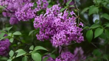 Bahar zamanı leylak bahçesi ağaçları, bahçıvanlık, botanik, çiçek, 4k makro video.