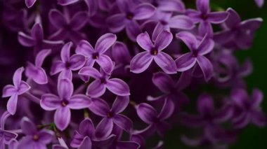 Bahar zamanı leylak bahçesi ağaçları, bahçıvanlık, botanik, çiçek, 4k makro video.
