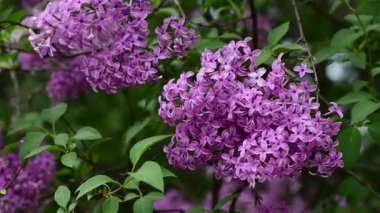 Bahar zamanı leylak bahçesi ağaçları, bahçıvanlık, botanik, çiçek, 4k makro video.