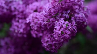 Bahar zamanı leylak bahçesi ağaçları, bahçıvanlık, botanik, çiçek, 4k makro video.