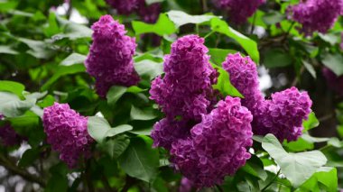 Bahar zamanı leylak bahçesi ağaçları, bahçıvanlık, botanik, çiçek, 4k makro video.