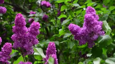 Bahar zamanı leylak bahçesi ağaçları, bahçıvanlık, botanik, çiçek, 4k makro video.