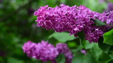 Bahar zamanı leylak bahçesi ağaçları, bahçıvanlık, botanik, çiçek, 4k makro video.