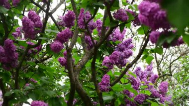 Bahar zamanı leylak bahçesi ağaçları, bahçıvanlık, botanik, çiçek, 4k makro video.
