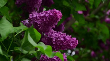 Bahar zamanı leylak bahçesi ağaçları, bahçıvanlık, botanik, çiçek, 4k makro video.