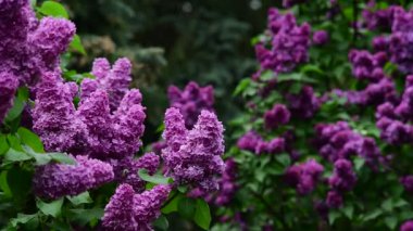 Bahar zamanı leylak bahçesi ağaçları, bahçıvanlık, botanik, çiçek, 4k makro video.