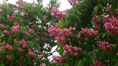 Pembe çiçekli, çiçek açan kestane ağacı dallarının 4k 'lık güzel videosu, doğa, bahar zamanı.