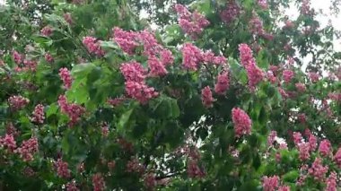 Pembe çiçekli, çiçek açan kestane ağacı dallarının 4k 'lık güzel videosu, doğa, bahar zamanı.