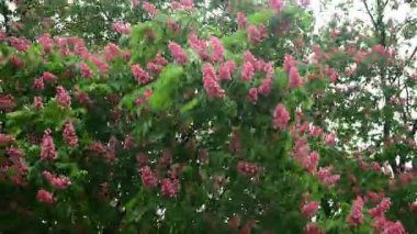 Pembe çiçekli, çiçek açan kestane ağacı dallarının 4k 'lık güzel videosu, doğa, bahar zamanı.