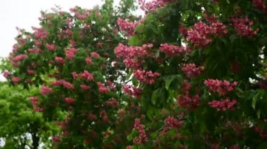 Pembe çiçekli, çiçek açan kestane ağacı dallarının 4k 'lık güzel videosu, doğa, bahar zamanı.