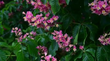 Pembe çiçekli, çiçek açan kestane ağacı dallarının 4k 'lık güzel videosu, doğa, bahar zamanı.