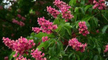 Pembe çiçekli, çiçek açan kestane ağacı dallarının 4k 'lık güzel videosu, doğa, bahar zamanı.