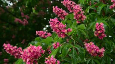 Pembe çiçekli, çiçek açan kestane ağacı dallarının 4k 'lık güzel videosu, doğa, bahar zamanı.