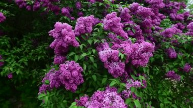 Bahar zamanı leylak bahçesi ağaçları, bahçıvanlık, botanik, çiçek, 4k makro video.