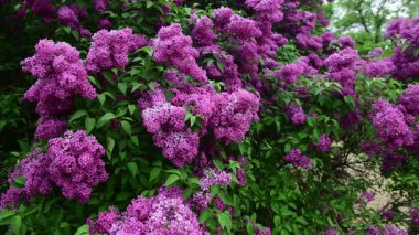 Bahar zamanı leylak bahçesi ağaçları, bahçıvanlık, botanik, çiçek, 4k makro video.