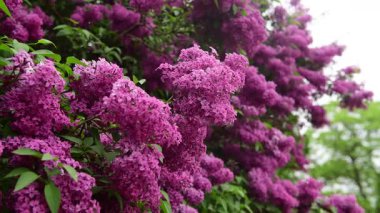 Bahar zamanı leylak bahçesi ağaçları, bahçıvanlık, botanik, çiçek, 4k makro video.