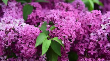 Bahar zamanı leylak bahçesi ağaçları, bahçıvanlık, botanik, çiçek, 4k makro video.