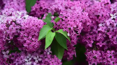 Bahar zamanı leylak bahçesi ağaçları, bahçıvanlık, botanik, çiçek, 4k makro video.