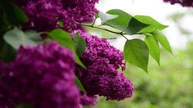 Bahar zamanı leylak bahçesi ağaçları, bahçıvanlık, botanik, çiçek, 4k makro video.