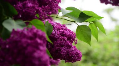 Bahar zamanı leylak bahçesi ağaçları, bahçıvanlık, botanik, çiçek, 4k makro video.