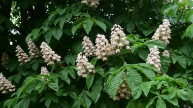 Çiçek açan beyaz kestane ağacının 4k 'lık güzel bir videosu. Pembe çiçekler, doğa, bahar zamanı.