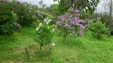 Bahar zamanı leylak bahçesi ağaçları, bahçıvanlık, botanik, çiçek, 4k makro video.